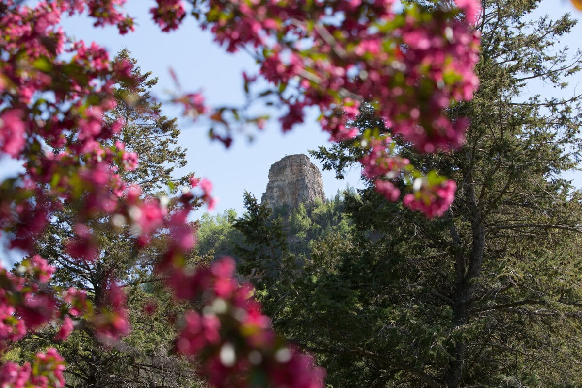 Sugar Loaf Cherry Blossom Trees 1 - Winona Community Foundation