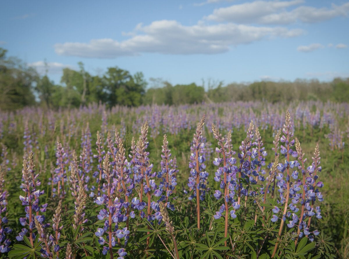 Wildlife Refuge CP 1 - Winona Community Foundation
